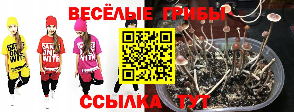 Псилоцибиновые грибы мицелий  Вход с VPN  Мичуринск  Псилоцибиновые грибы прущие грибы 